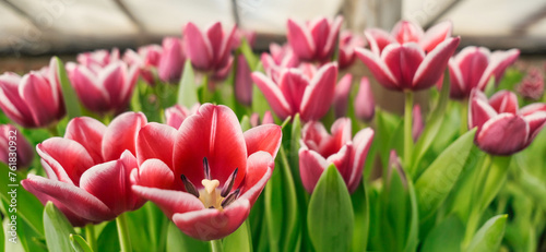 many lilac tulips in a greenhouse