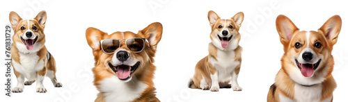 Set capturing happy corgi dogs life running sitting close up playing with sunglasses, Isolated on Transparent Background, PNG © Giu Studios