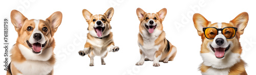 Set of a joyful corgi dogs activities running sitting close up playing with sunglasses, Isolated on Transparent Background, PNG