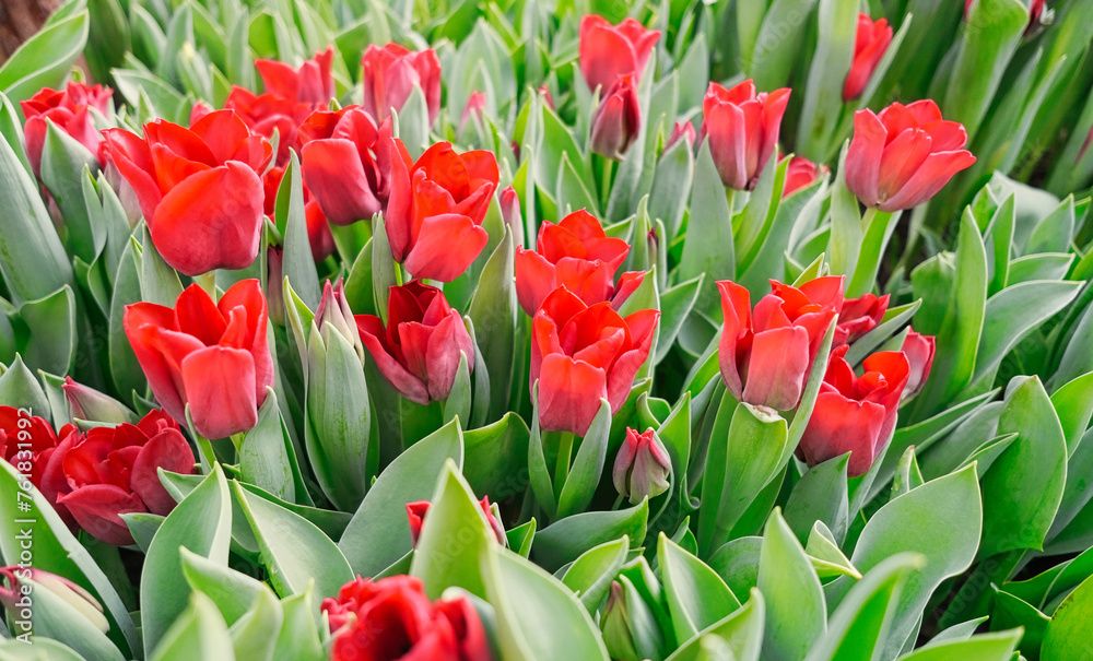 many red tulips in a greenhouse many red tulips in a greenhouse