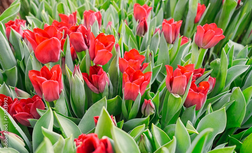 many red tulips in a greenhouse