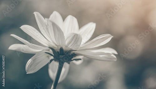 beautiful white blooming flowwer with blur natural neutral beige background for romantic wallpaper macro in vintage cool tone style photo