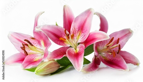 three wonderful pink lily with a bud isolated on white background including clipping path without shade