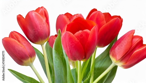 red tulip flower on isolated background with clipping path closeup transparent background for design nature