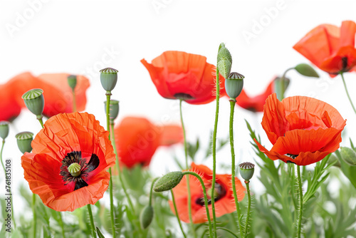 Vibrant Red Poppies in Bloom