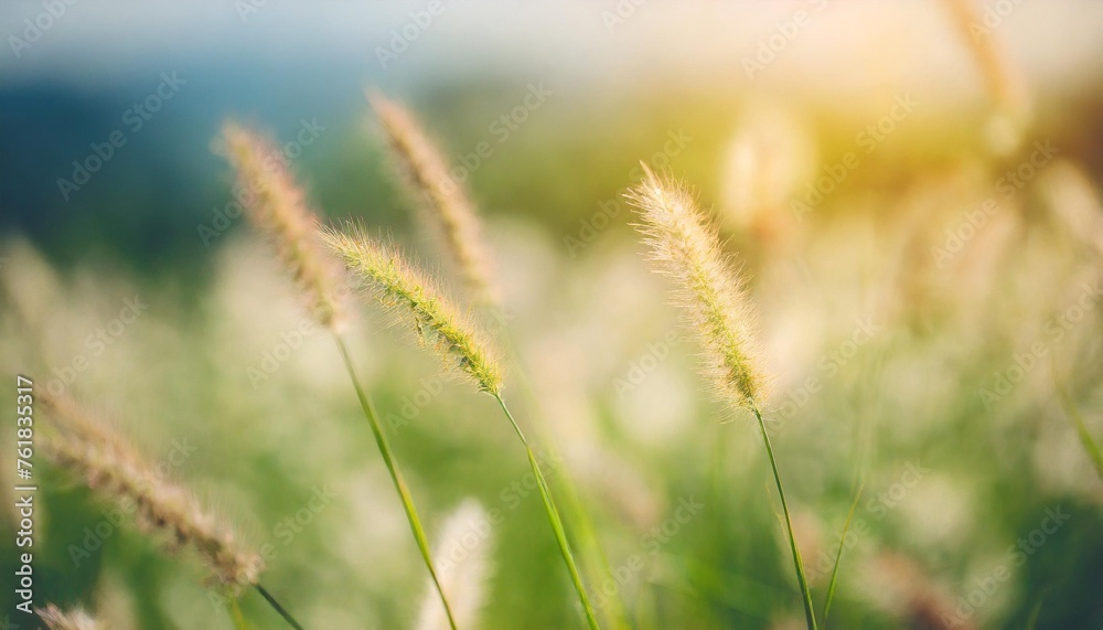 blurred grass flower in the meadow with soft focus background