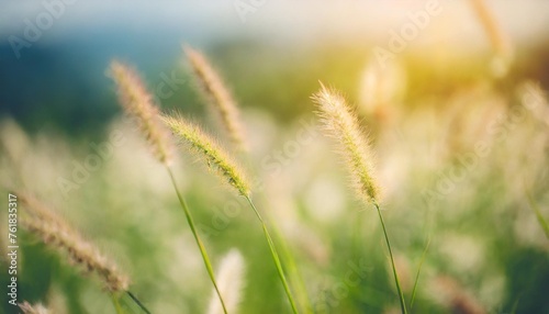 blurred grass flower in the meadow with soft focus background