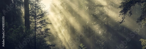 Redwood Forest in Sunlight  Green Pine Trees in Sunlight Rays Falling  Copy Space