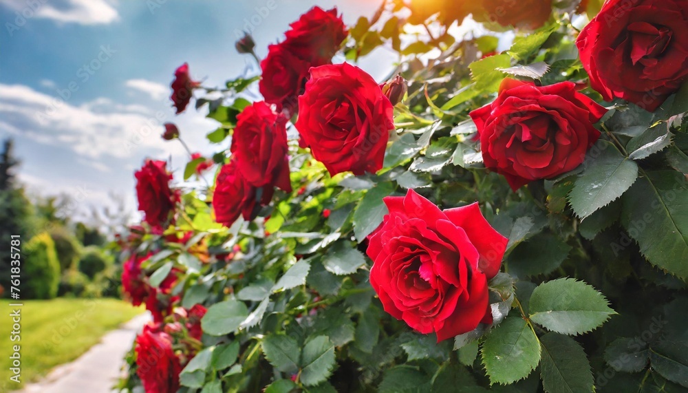 red roses growing on a bush