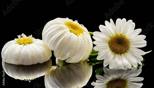 white marguerites from different sides transparent background photo