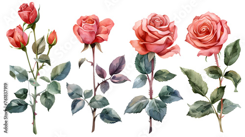 A collection of watercolor roses flowers isolated on a white background  perfect for botanical art  decoration  or romantic occasions.