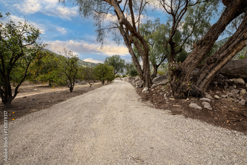 Farm road leads between orange orchard trees and a levy made of large river rock and willow trees © motionshooter