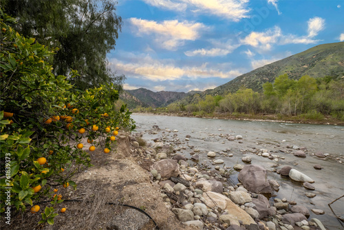Orange trees bearing fruit line the edge of the creek flowing with rain water across the rocks © motionshooter