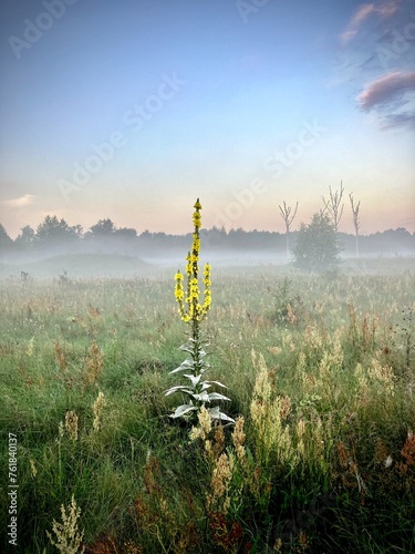 mullein flower