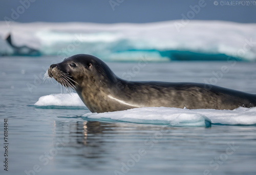 Adaptable Seals Guardians of Coastal Waters