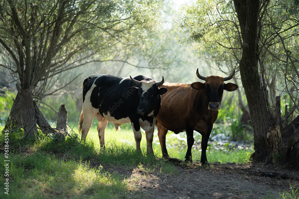 Two cows standing under the shade of trees in a sunlit grove