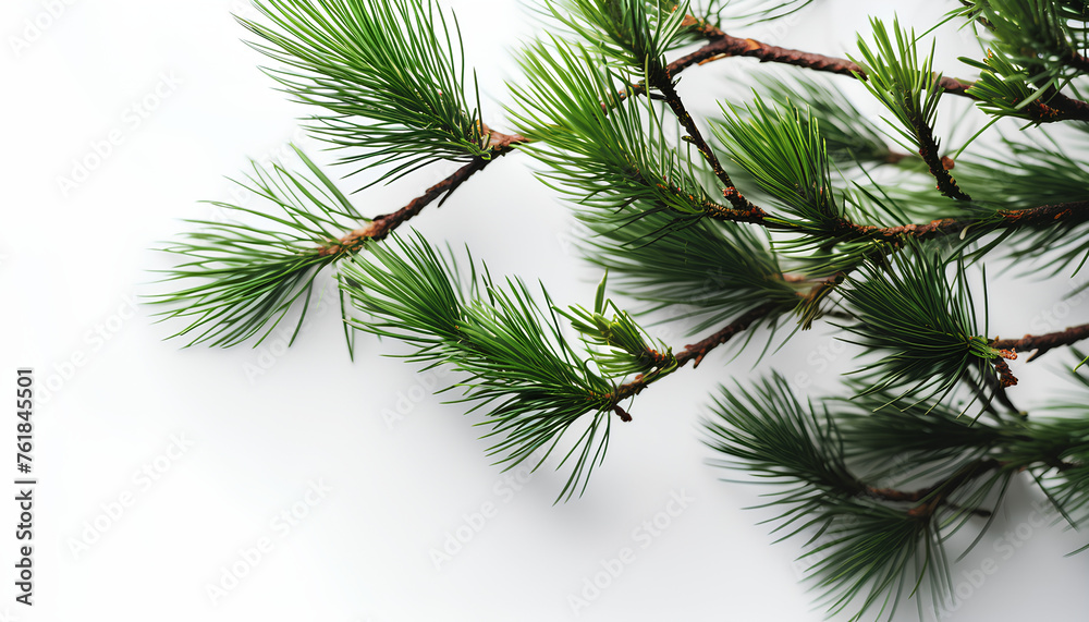 Obraz premium branches of a pine