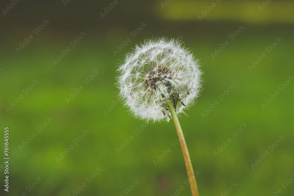 Dandelion in the wind Dandelion in the wind