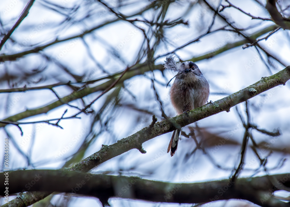 Long-tailed Tit (Aegithalos caudatus) - Found across Europe & parts of Asia Long-tailed Tit (Aegithalos caudatus) - Found across Europe & parts of Asia