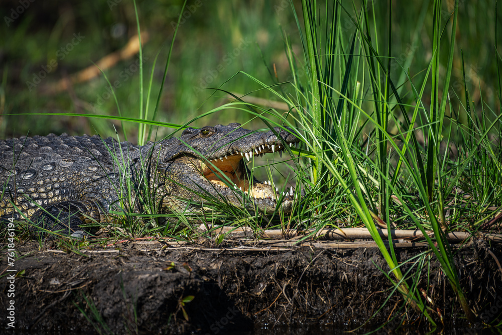 Nile crocodiles,Crocodylus niloticus, on the banks of the Kwando River, Caprivi, Namibia Nile crocodiles,Crocodylus niloticus, on the banks of the Kwando River, Caprivi, Namibia
