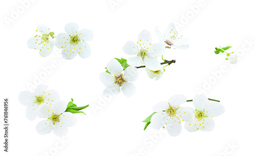 Set of cherry twigs and flowers isolated on transparent background.