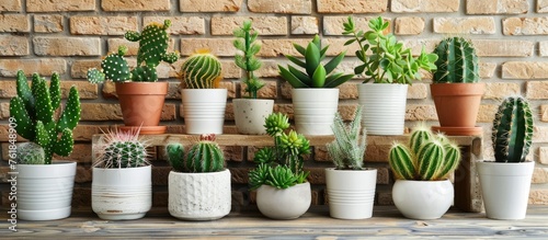 Wallpaper Mural A display of houseplants featuring a row of potted cactus plants against a rustic brick wall, creating a charming and natural landscape Torontodigital.ca
