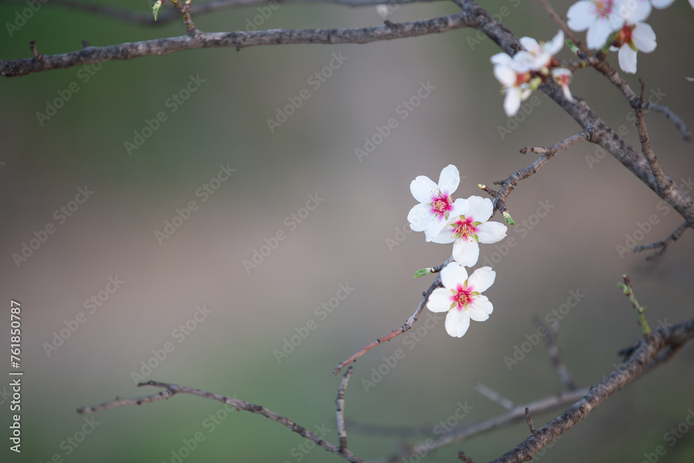 Almond branch in bloom, close-up, sunset. Close-up image of blossoming almond in Greece Almond branch in bloom, close-up, sunset. Close-up image of blossoming almond in Greece