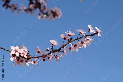 Blooming tree branches in spring. floral background and patterns