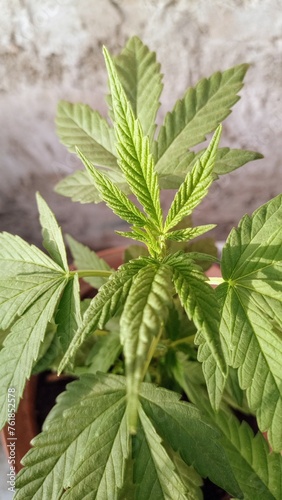 photo of the tender leaves of a cannabis plant