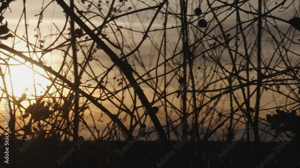 Golden Sunset Silhouettes through Tranquil Country Brush Golden Sunset Silhouettes through Tranquil Country Brush