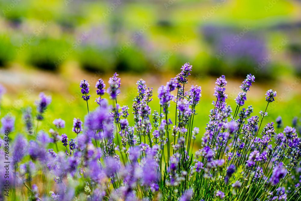 Mauricie, Canada - August 17 2017: A lavender farm near Mauricie Mauricie, Canada - August 17 2017: A lavender farm near Mauricie