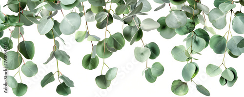 Clipart eucalyptus foliage isoated on white background
