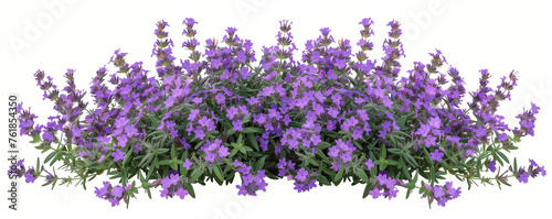 Lavanda bush, purple color, parfume, isolated on white background