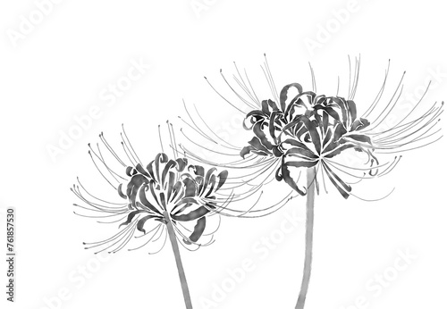 spider lily background transparent, png photo