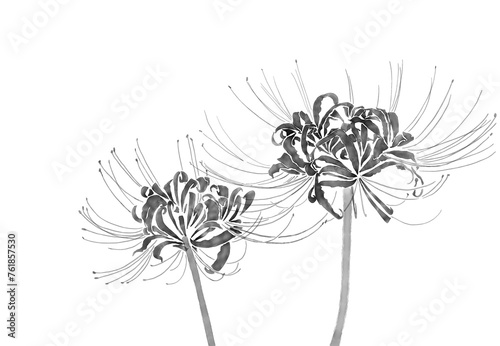 spider lily background transparent, png