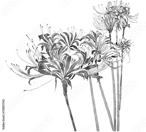 spider lily background transparent, png