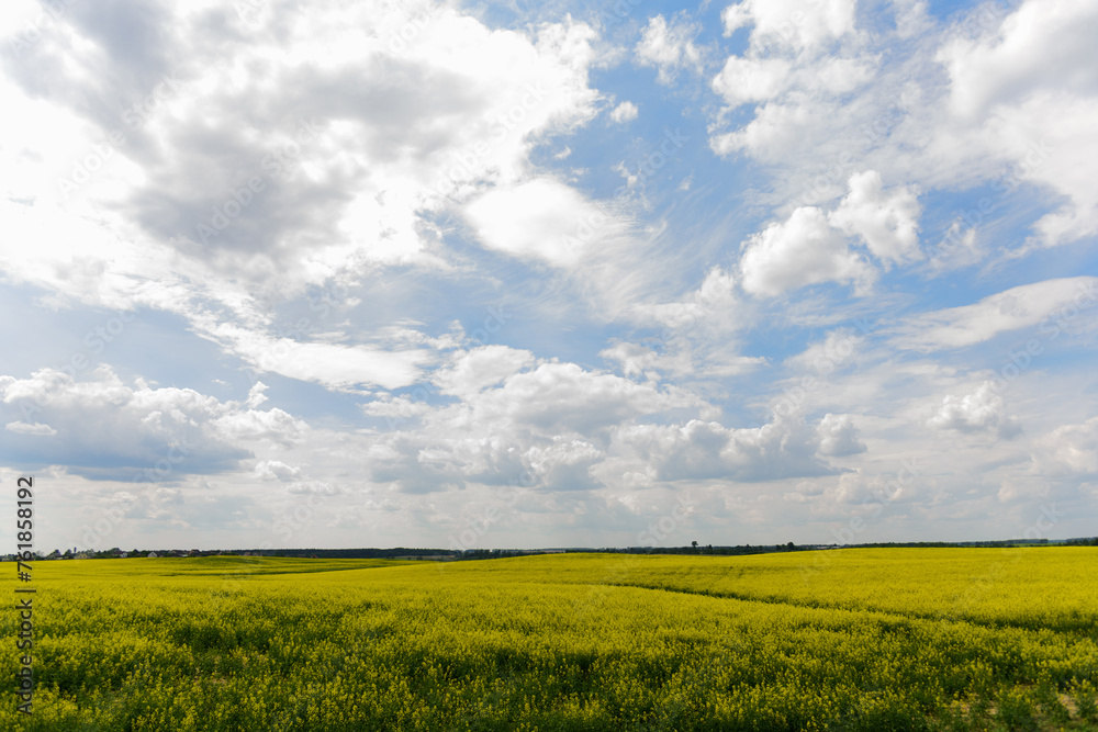 Beautiful natural summer landscape - rapeseed yellow field under blue cloudy sky, distant horizon, wide angle shooting, horizon infinity