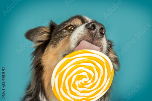 Funny dog: An australian sheppherd dog licks at a colorful lolli in front of blue studio background photo