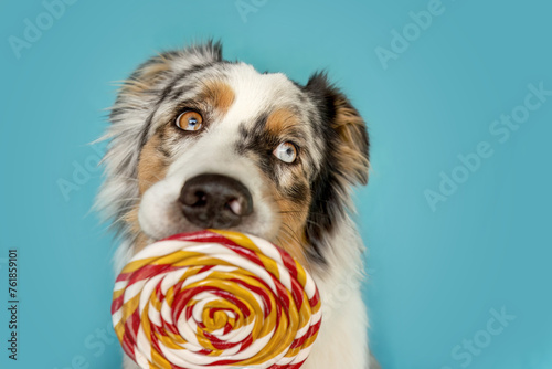 Funny dog: An australian sheppherd dog licks at a colorful lolli in front of blue studio background photo