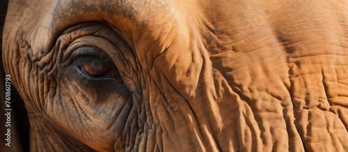 A detailed shot showcasing the eyelashes on an elephants eye and the intricate patterns on its trunk, against a natural landscape backdrop