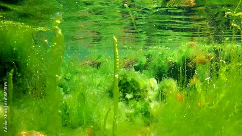 marine green algae grow, air bubble in oxygen rich saltwater, water surface reflection, gravel bottom covered in algal mess, Black Sea low salinity biotope, supralittoral zone underwater snorkel photo