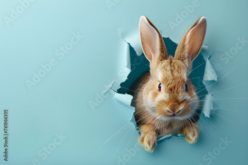 Fluffy eared rabbit jumps out of torn hole in paper background, with a blue wall and Easter bunny banner in the background. Perfect for Easter holiday celebration.