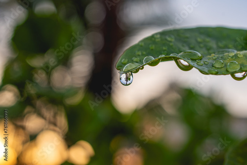 Close up of water drops on a citrus tree leaf at sunset with refraction of palm trees in the background