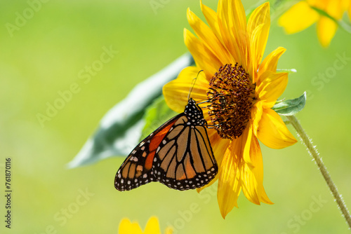 Slika na platnu Monarch butterfly on a yellow sunflower with green grassy background