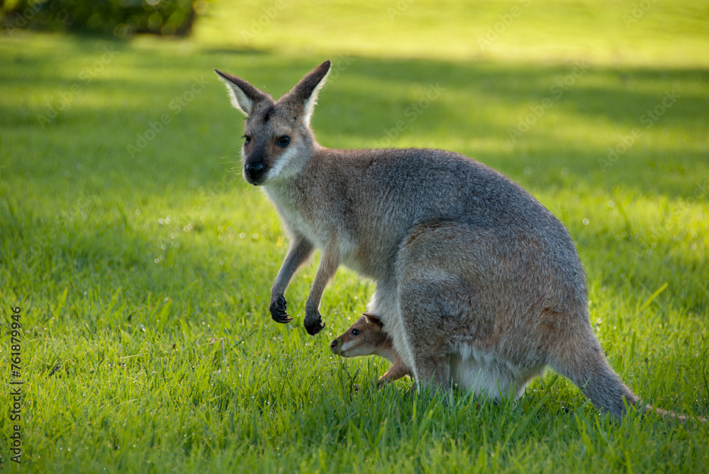 Bushwalking in the Bunya Mountains of South East Queensland offers a journey through lush rainforest, towering bunya pines, and panoramic vistas, inviting adventure seekers into nature's embrace.