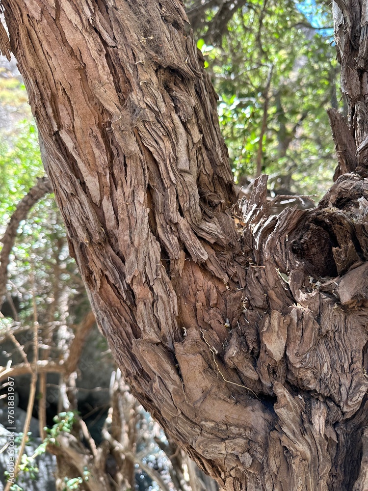 trunk of a tree