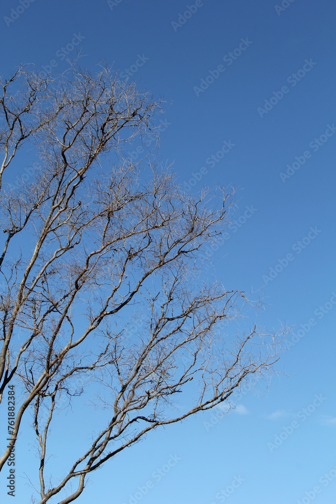 Bare leafless tree against a blue sky background Bare leafless tree against a blue sky background
