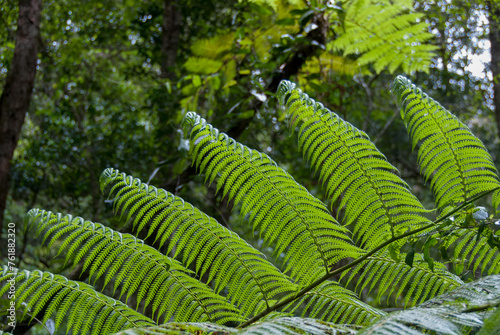 Bushwalking in the Bunya Mountains National Park, Queensland: A nature lover's paradise, offering scenic trails amidst ancient bunya pines, lush rainforest, and panoramic views photo