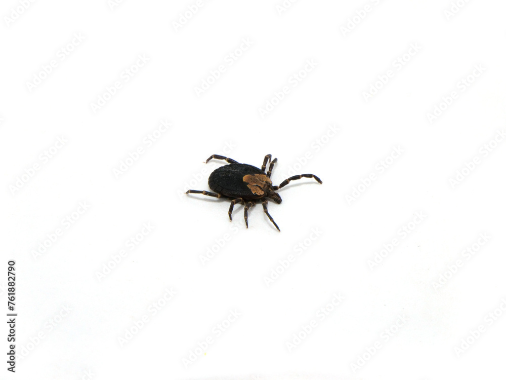 斜めから見たマダニ
