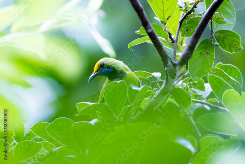 The Blue-winged Leafbird on a branch